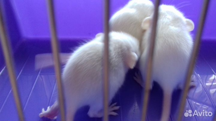 Крысята Дамбо. Крысы персиковые и белые