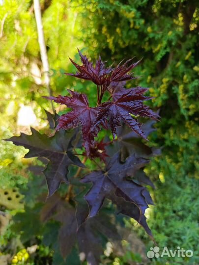 Деревья и кустарники листопадные