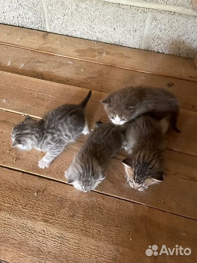 Котята в добрые руки