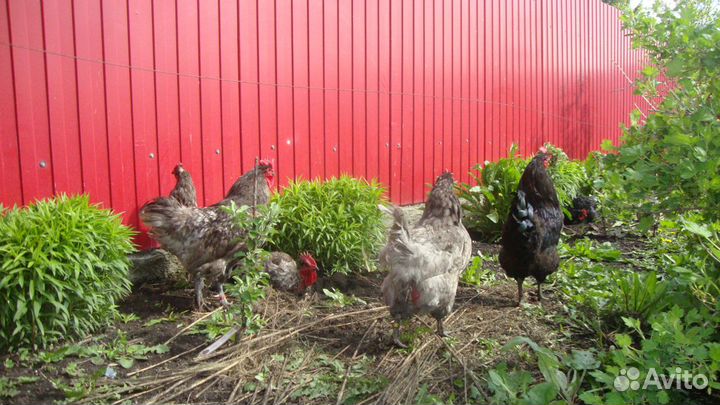 Петухи и куры Джерсийский гигант