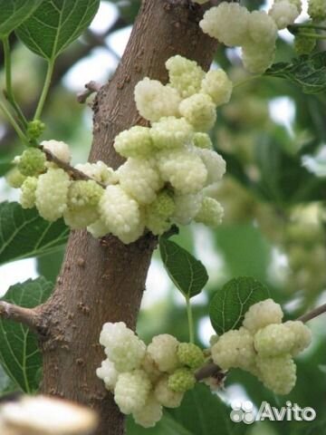 Саженцы Шелковицы белая и черная с зкс