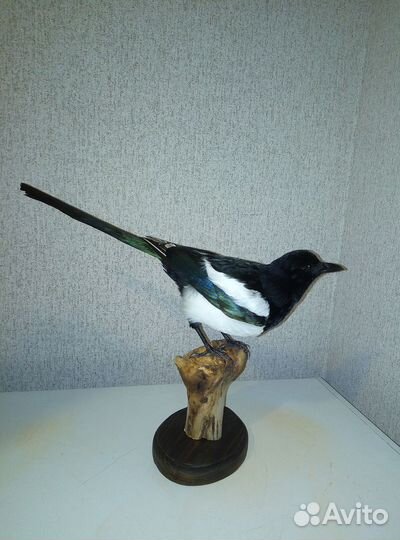 Чучело сороки