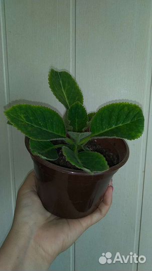 Глоксиния махровая