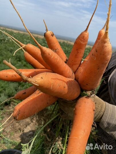 Морковь свежая