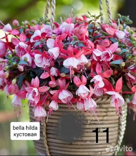 Сортовая фуксия