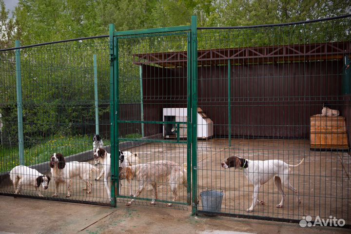 Передержка собак в Нижнем Новгороде