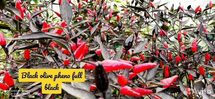 Семена острых и экстремально острых перцев