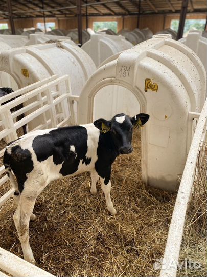 Бычки и телята