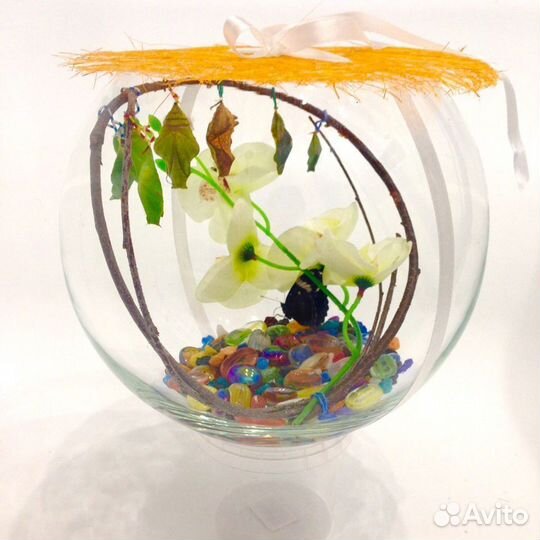 Детская Миниферма Тропических бабочек д/ф-8 CD
