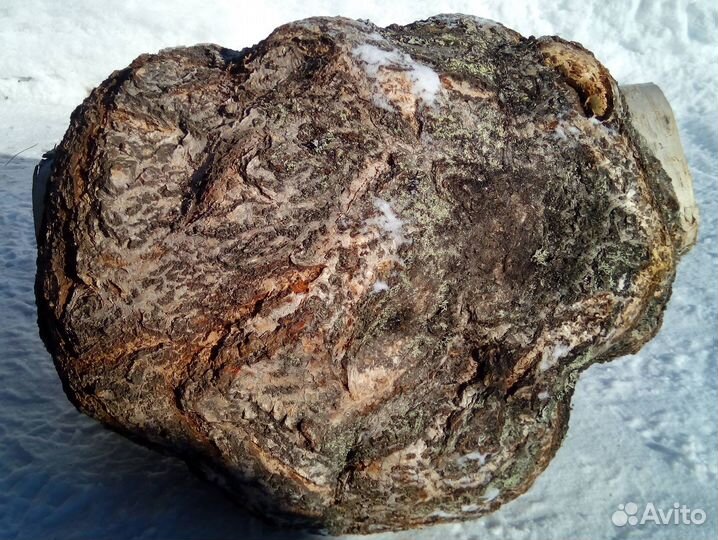 Сувель берёзовый