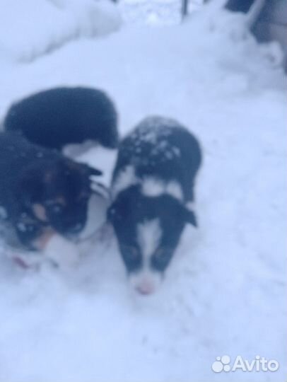 Отдам щенков в добрые руки