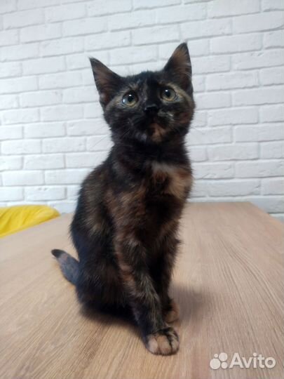 Котёнок Ляля-Роза