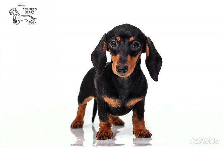 Щенки таксы,мини-кроличьи,классика,п-к