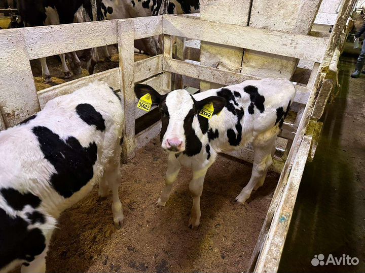 Телята бычки холмогорской породы