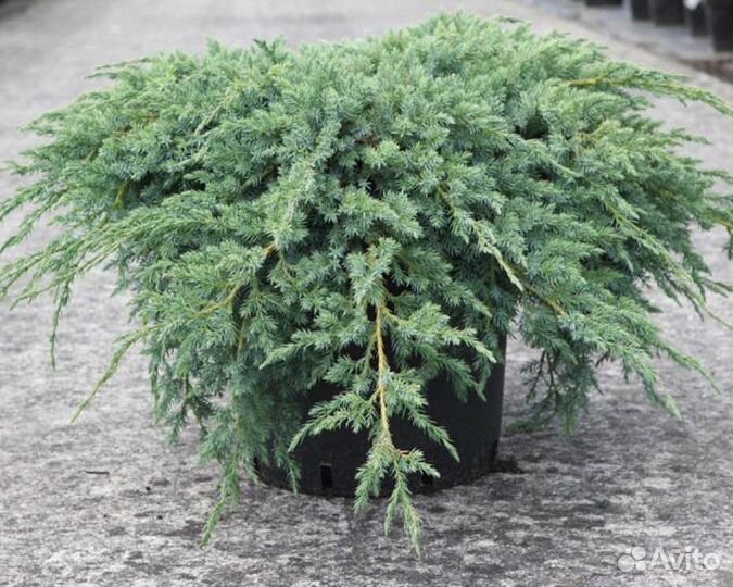 Juniperus squamata Blue Carpet