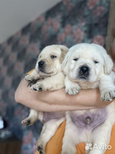 Щенки лабрадора