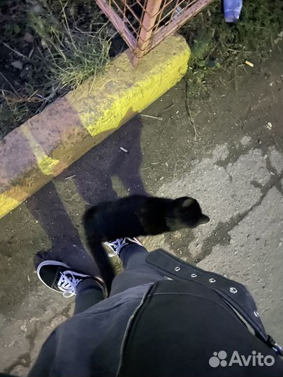 Котенок даром