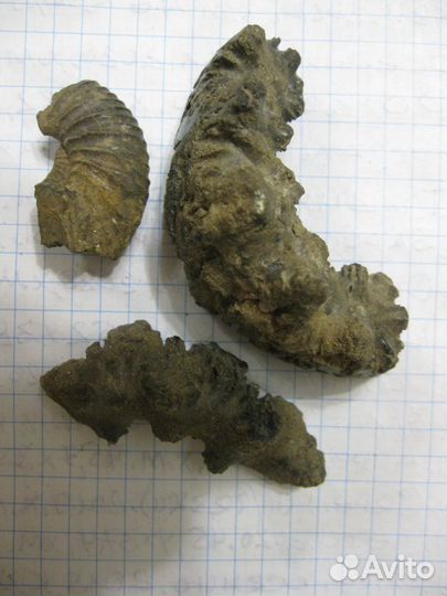 Останки доисторических молюсков юрского периода