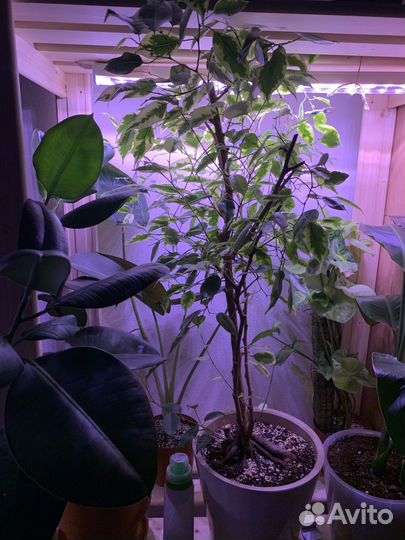 Комнатные растения цветы