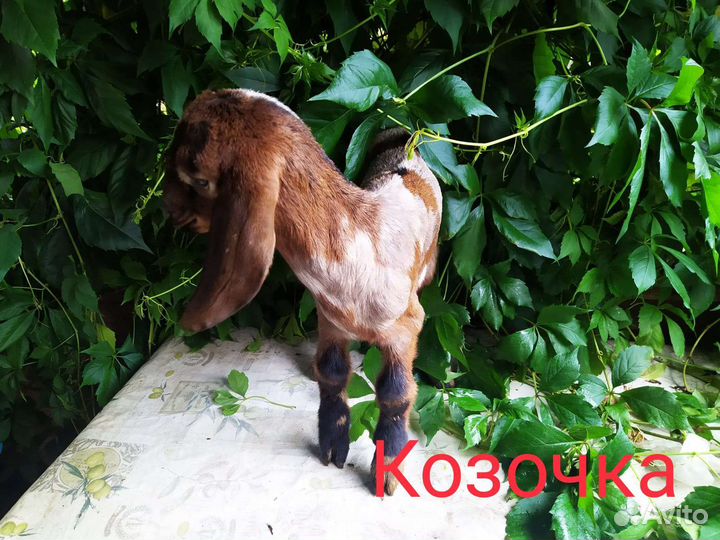 Англо нубийские козы