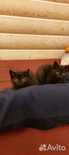 Котята в дар