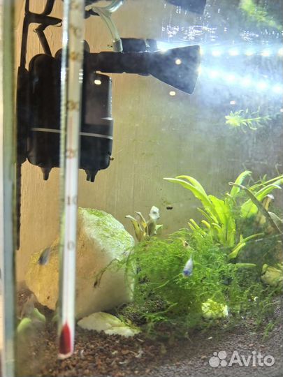 Аквариум