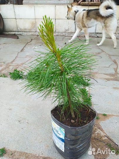 Кедр (сосна кедровая сибирская)