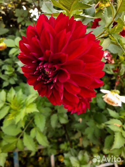 Георгины клубни