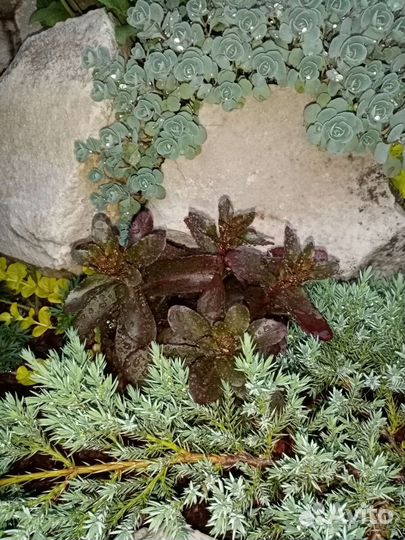 Очиток седум