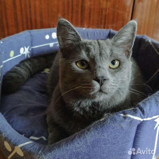 В добрые руки