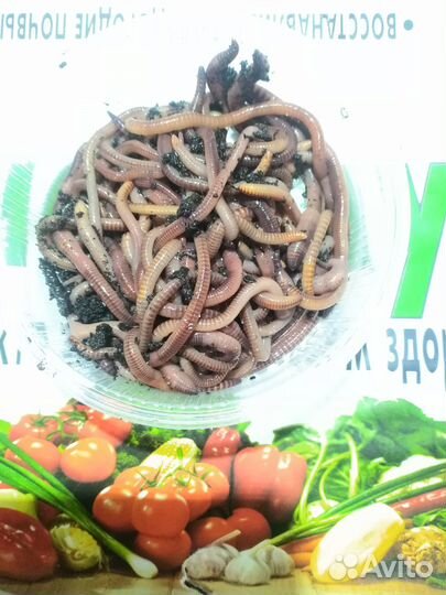 Продам червя дендробена