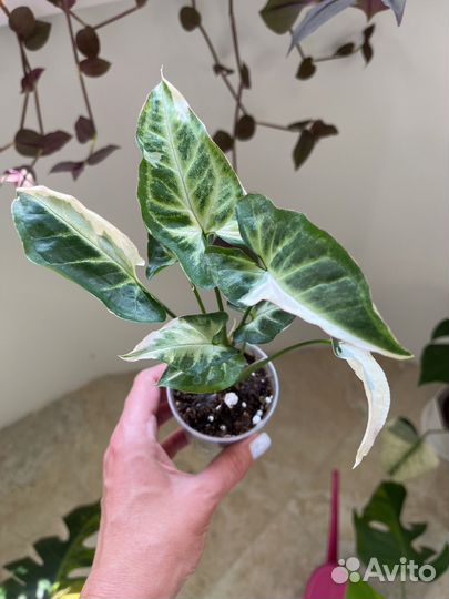 Сингониумы