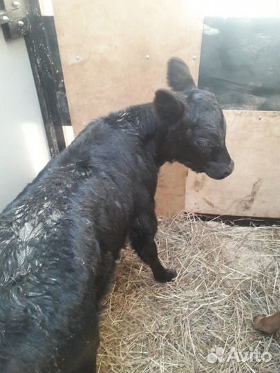 Бычки и тёлки