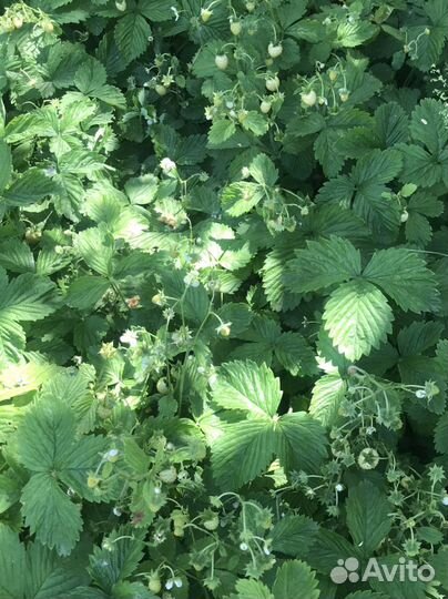 Рассада клубники, комнатные растения