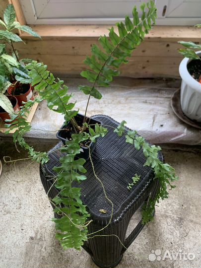 Нефролепис Japan,Флебодиум