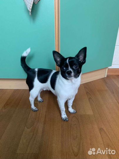 Вязка кобель чихуахуа