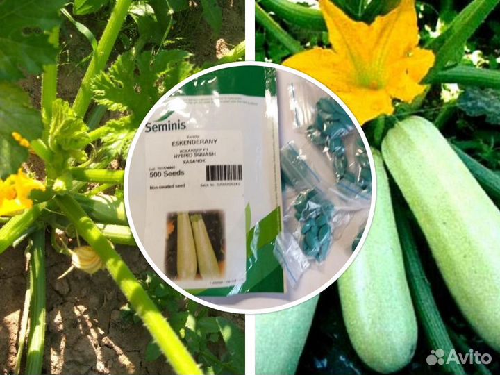 Профсемена кабачков и цуккини Голландия и Япония