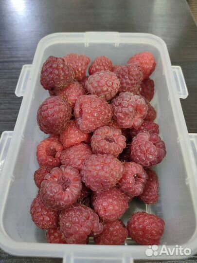 Саженцы малины