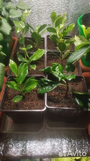 Гардения жасминовидная (жасминовая)