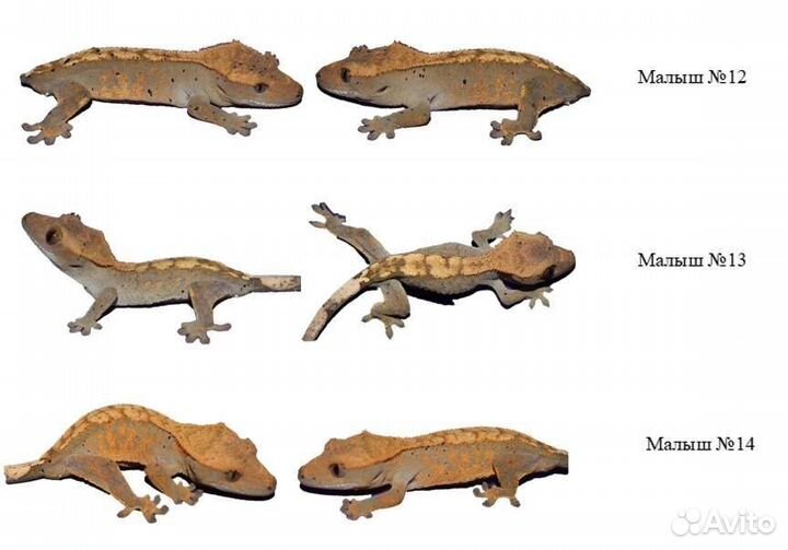Эублефары и бананоеды