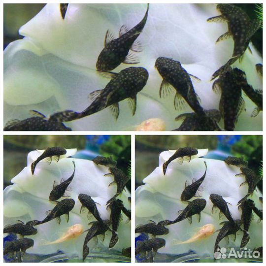 Рыбки + Растения