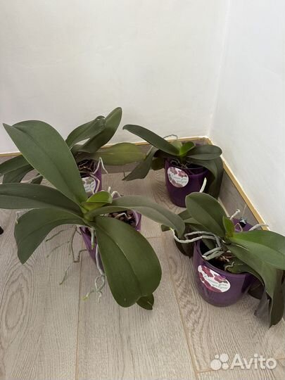 Орхидея фаленопсис