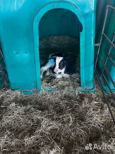 Телята бычки скот с доставкой до двора