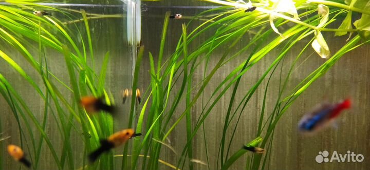 Моллинезия мальки