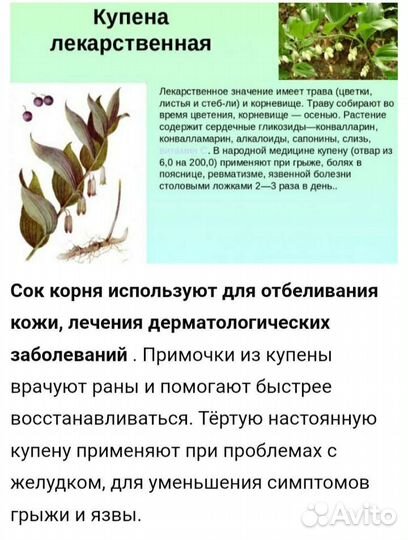 Купена лекарственная или соломонова печать