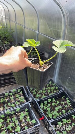 Рассада ремонтантной клубники