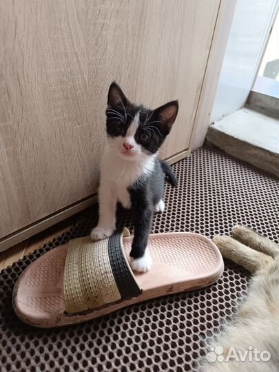 Котик бесплатно в добрые руки