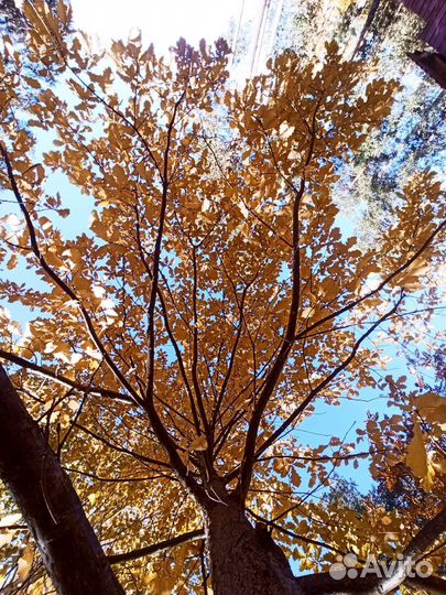 Дуб - красавец, саженцы годовалые