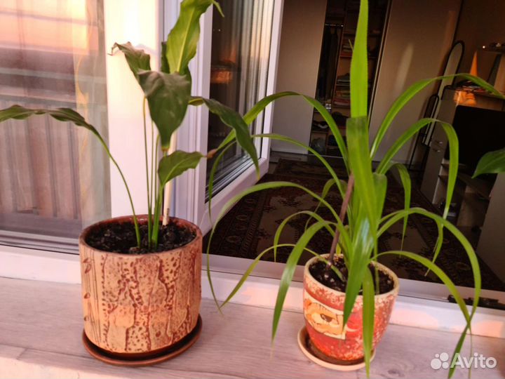 Комнатные цветы панданус