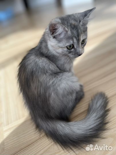 Котенок бесплатно